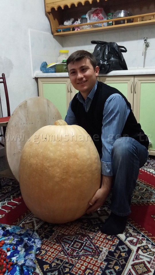 Gümüşhane’de 50 Kiloluk Kabak Yetiştirdi 2