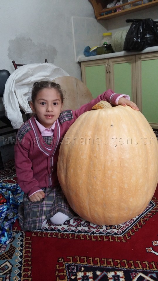 Gümüşhane’de 50 Kiloluk Kabak Yetiştirdi 3