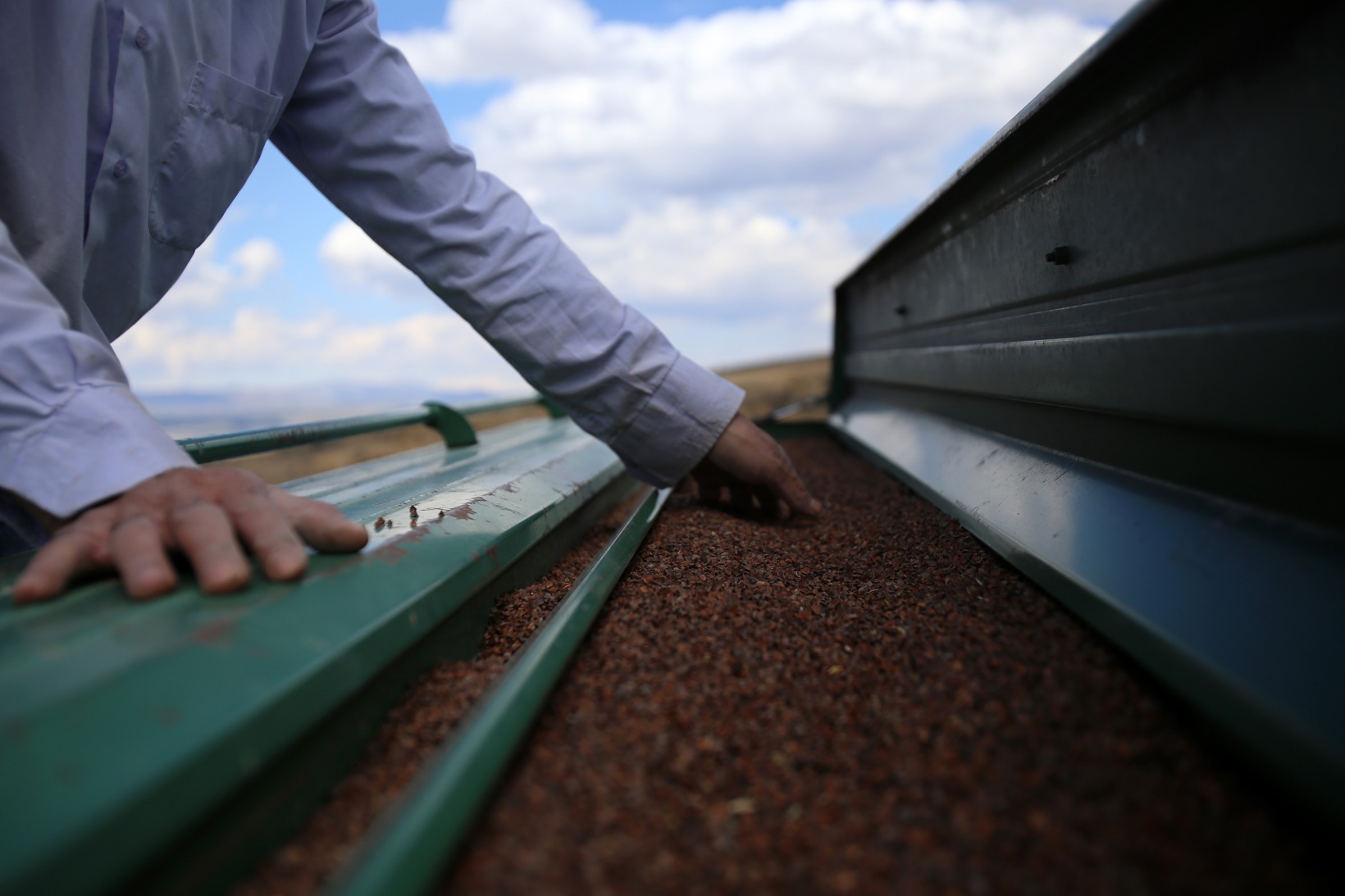 Gümüşhane karabuğdayın başkenti olacak 1