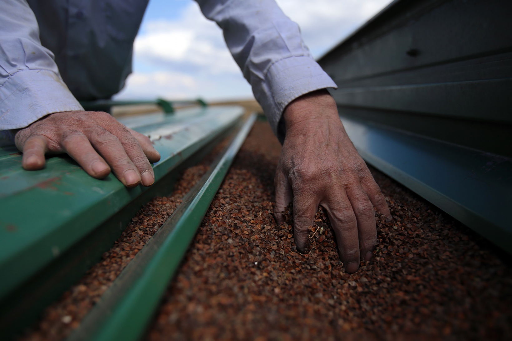 Gümüşhane karabuğdayın başkenti olacak 6