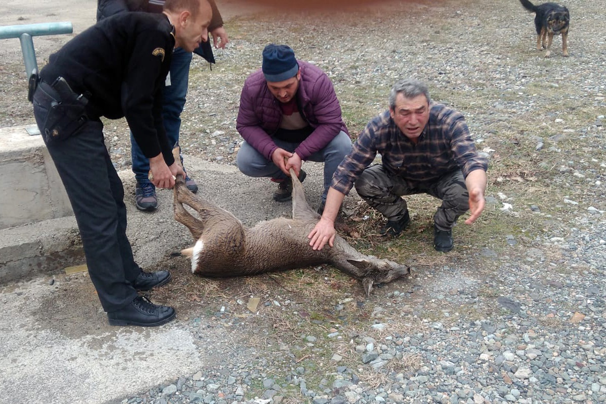 Kalp masajı yapılan yaralı Karaca kurtarılamadı 7