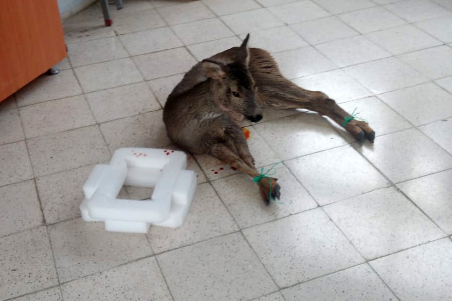 Kalp masajı yapılan yaralı Karaca kurtarılamadı 12