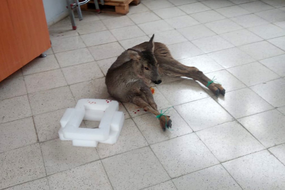 Kalp masajı yapılan yaralı Karaca kurtarılamadı 5