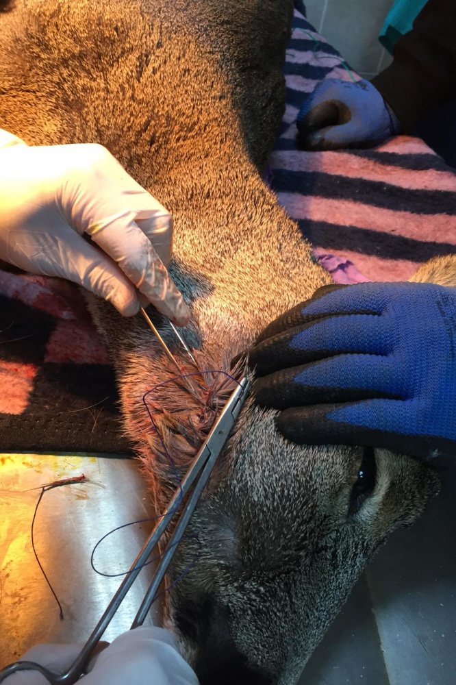 Kalp masajı yapılan yaralı Karaca kurtarılamadı 16