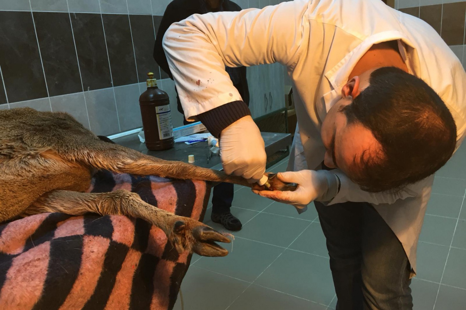 Kalp masajı yapılan yaralı Karaca kurtarılamadı 13