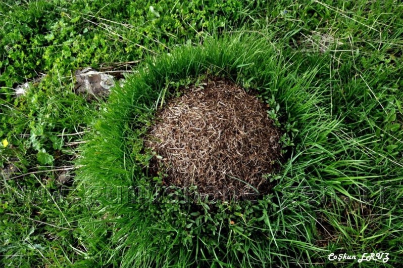 TEMA Vakfı Gümüşhane Dağlarında 39