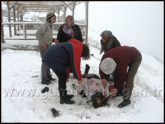Kar Üzerinde Kurban Telaşı 4