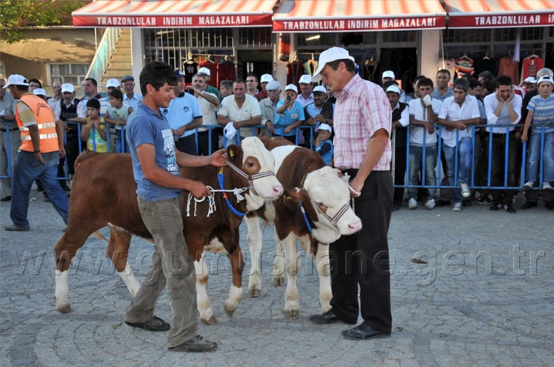 Kelkit Organik Tarım Ve Hayvancılık Festivali İle Çoştu 5