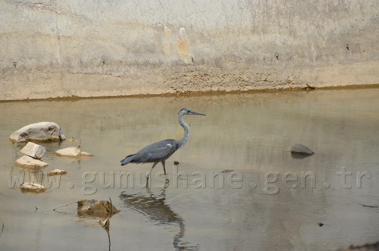 Harşit Çayına Leylek İndi 1