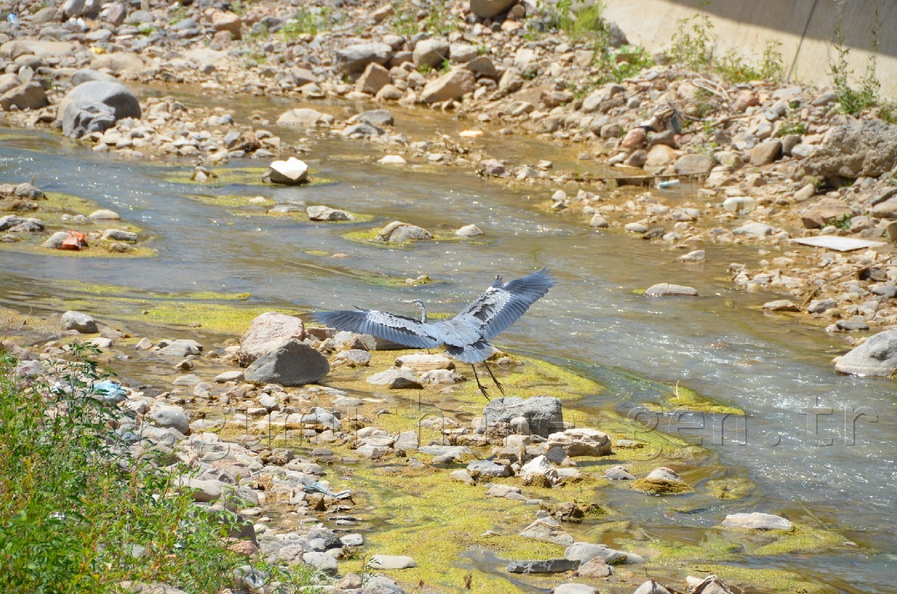 Harşit Çayına Leylek İndi 2