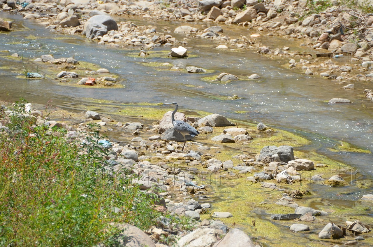 Harşit Çayına Leylek İndi 3