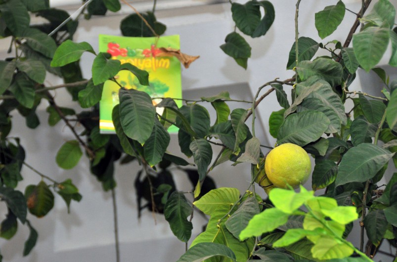 Kütüphanedeki Limon Ağacı 'Kitap' Açtı 1