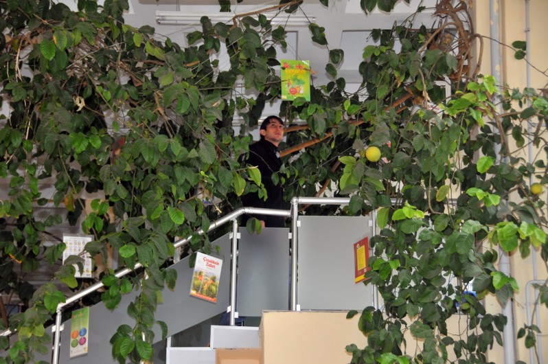 Kütüphanedeki Limon Ağacı 'Kitap' Açtı 4