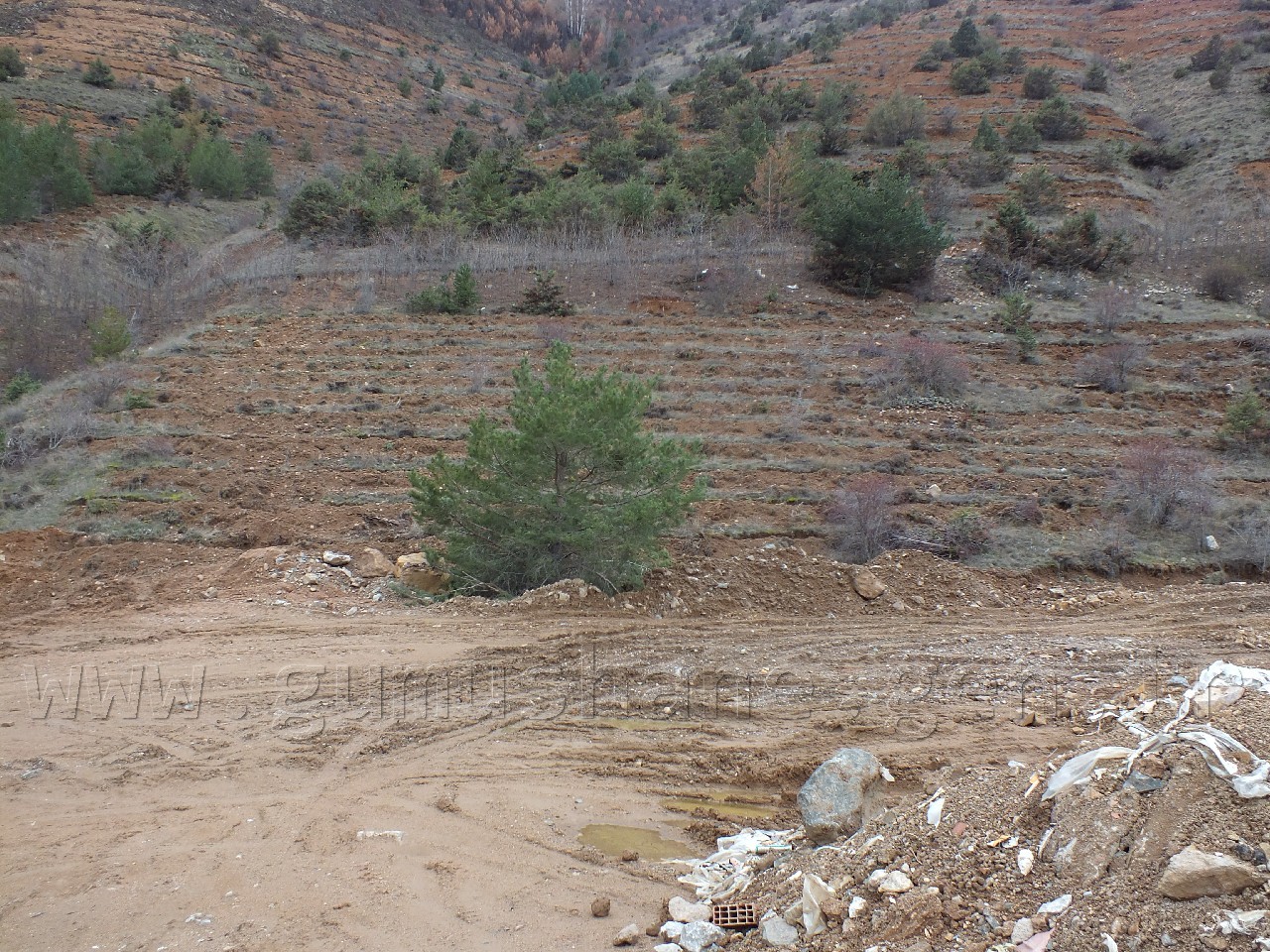 Orman İşletme 500 bin fidan dikti 1