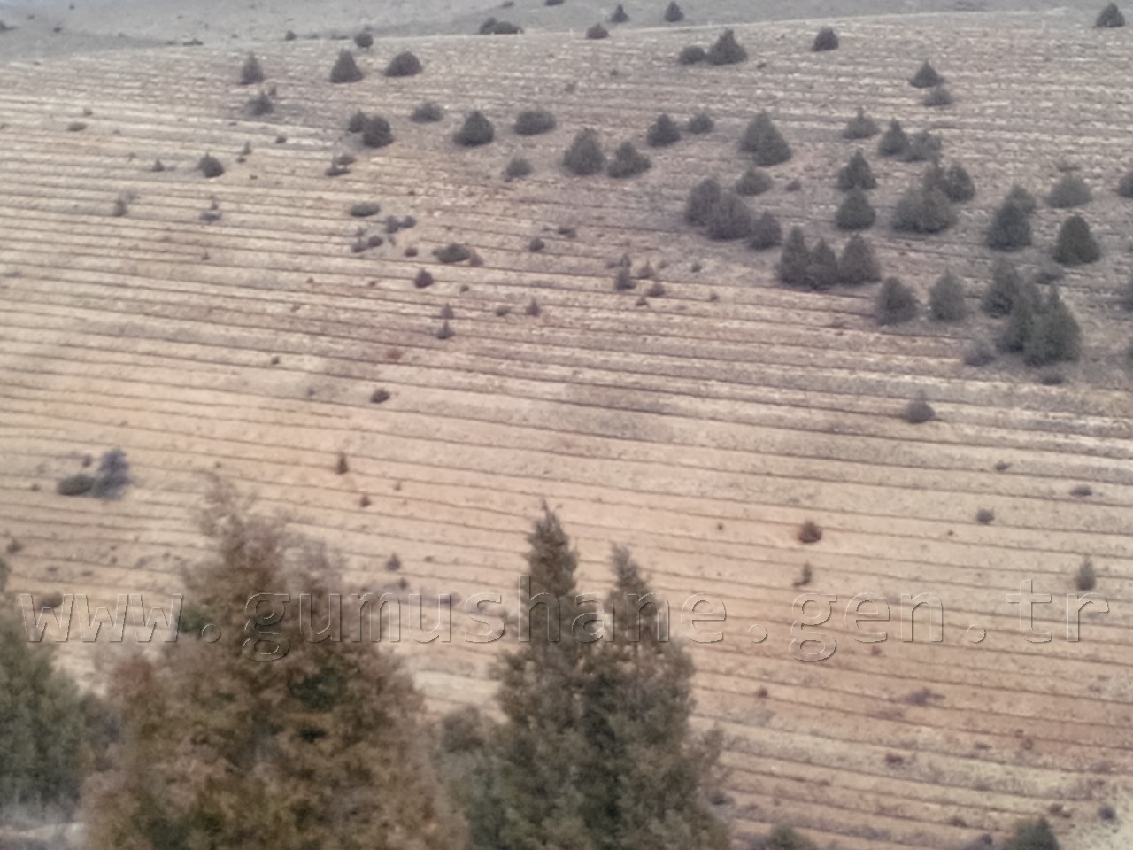 Orman İşletme 500 bin fidan dikti 2