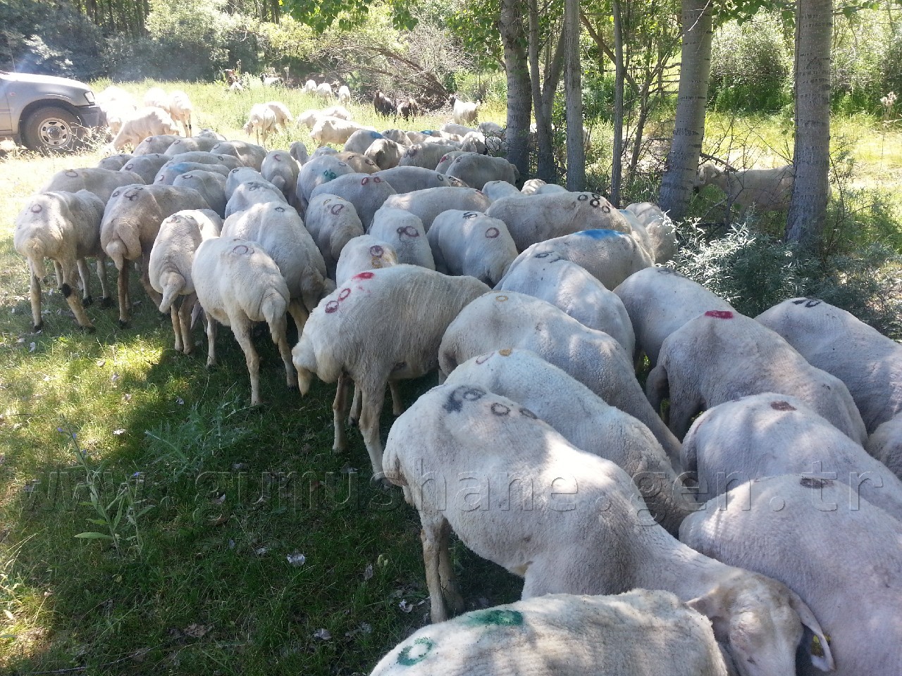 Orman İşletme 500 bin fidan dikti 4