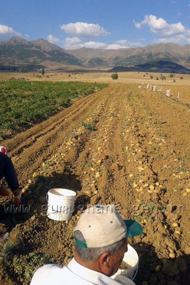 Genç Girişimci Şiran'da 200 Ton Patates Üretti 1