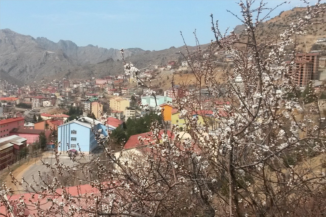Gümüşhane'de Ağaçlar Erken Çiçek Açtı 1