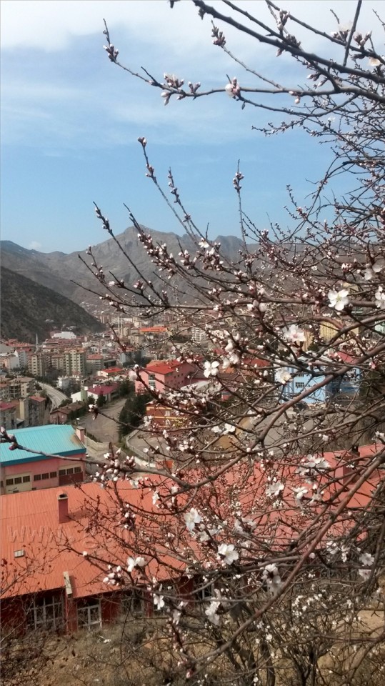 Gümüşhane'de Ağaçlar Erken Çiçek Açtı 4