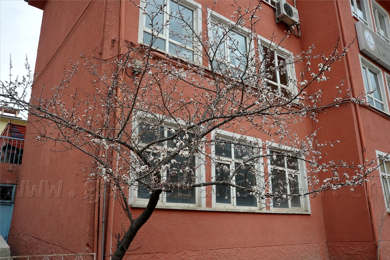 Gümüşhane'de Ağaçlar Erken Çiçek Açtı 2