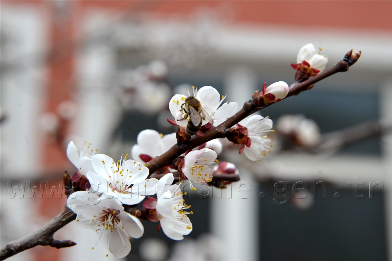 Gümüşhane'de Ağaçlar Erken Çiçek Açtı 3