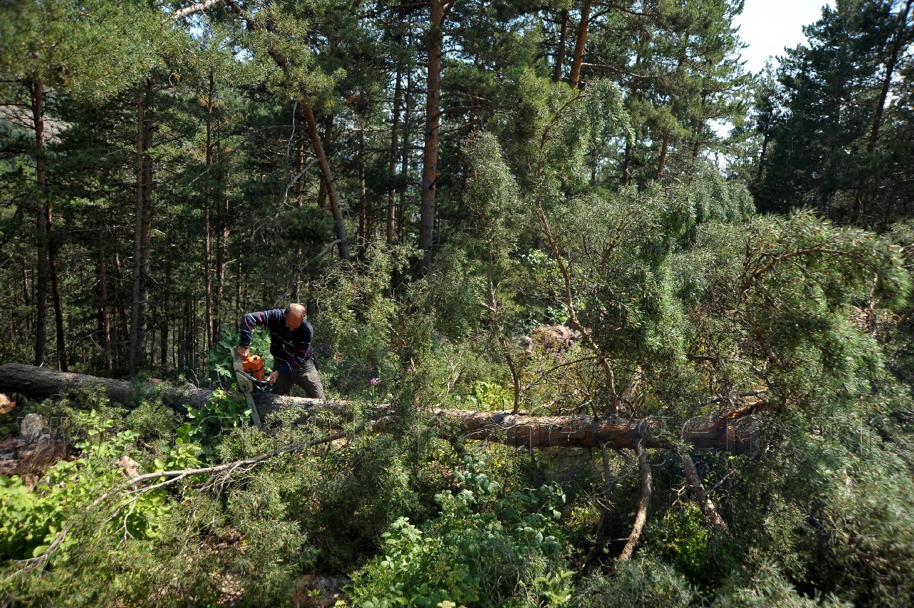 Kent Ormanında Ökse Otu Mücadelesi Başladı 4