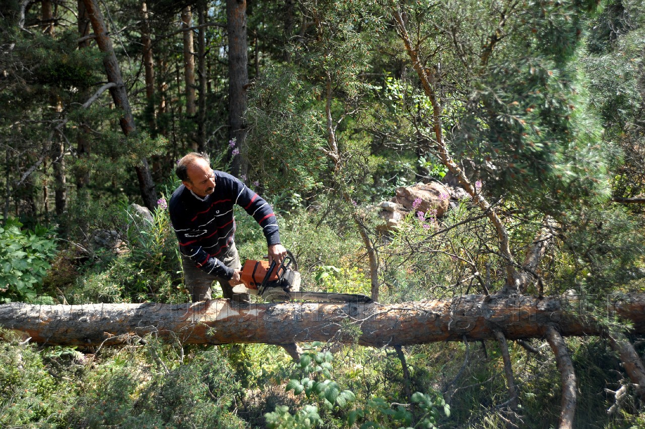 Kent Ormanında Ökse Otu Mücadelesi Başladı 5