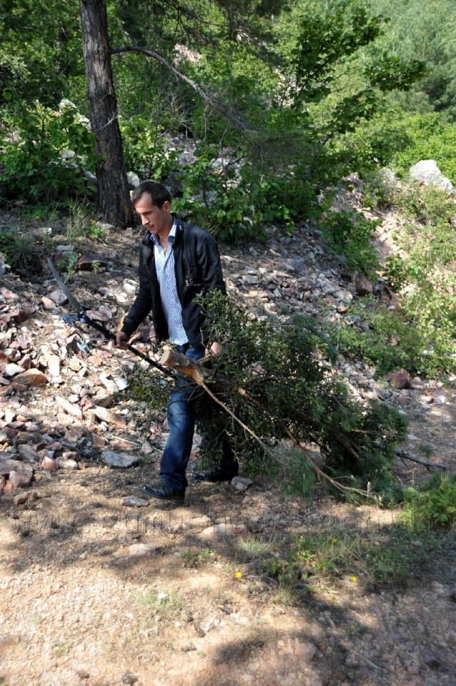 Kent Ormanında Ökse Otu Mücadelesi Başladı 6