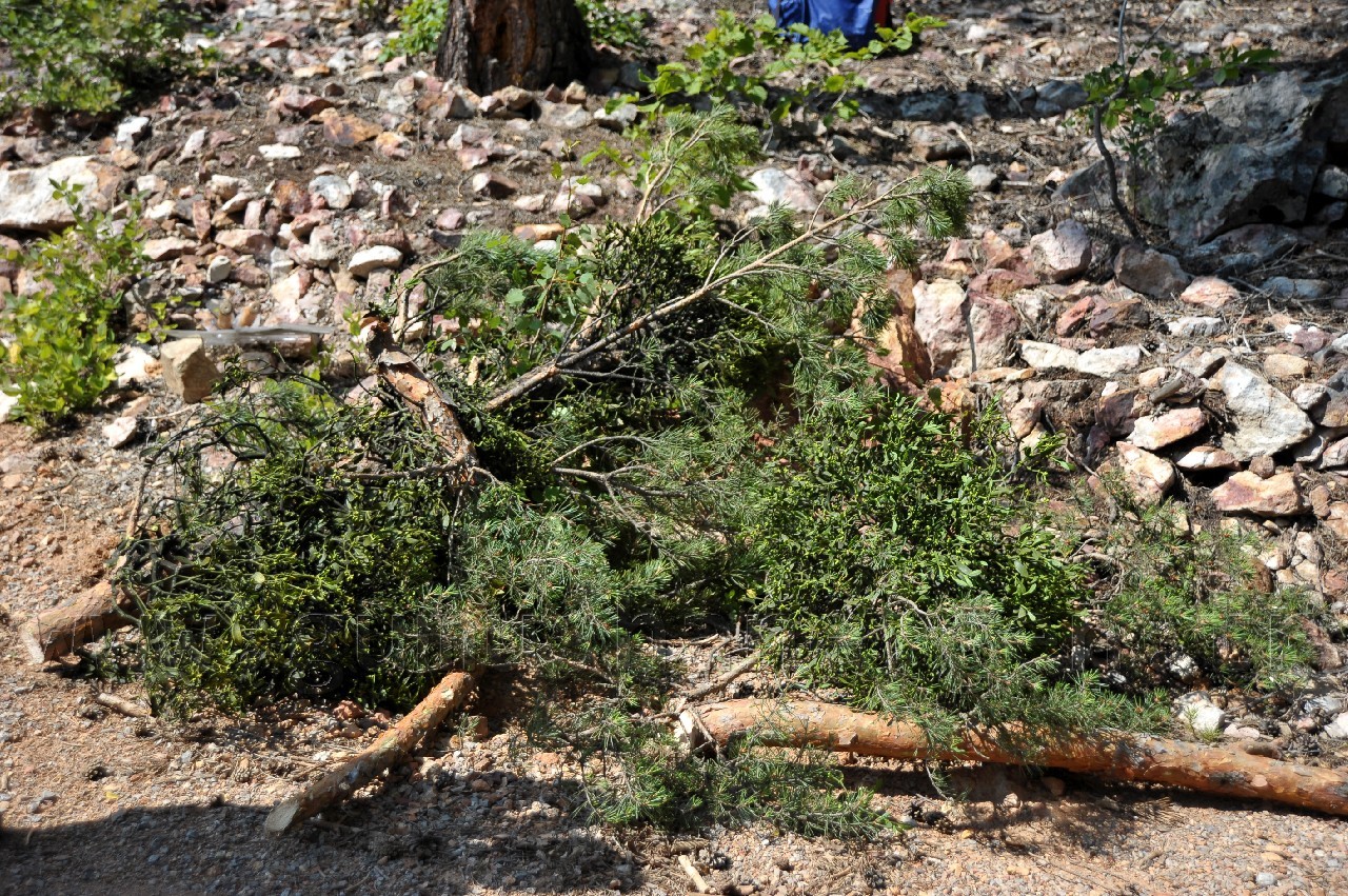 Kent Ormanında Ökse Otu Mücadelesi Başladı 7