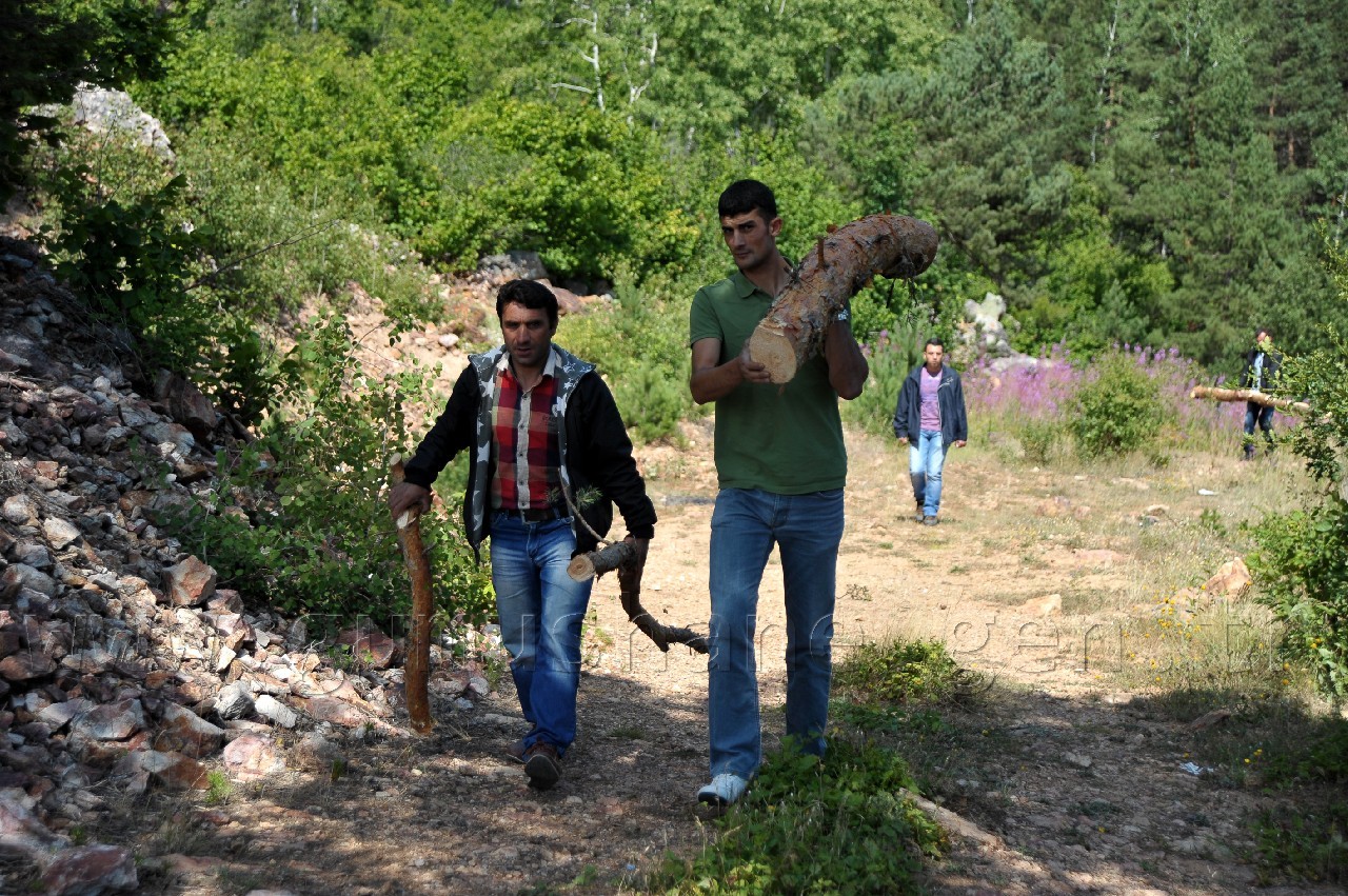 Kent Ormanında Ökse Otu Mücadelesi Başladı 8