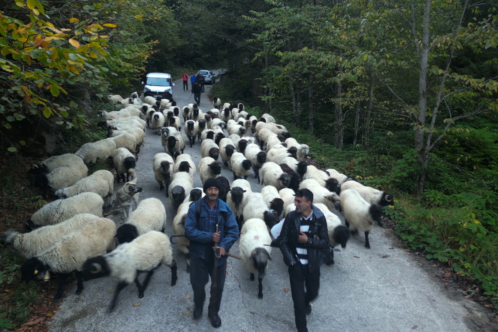 Gümüşhane'nin yüksek yaylalarından sürü göçleri devam ediyor 1
