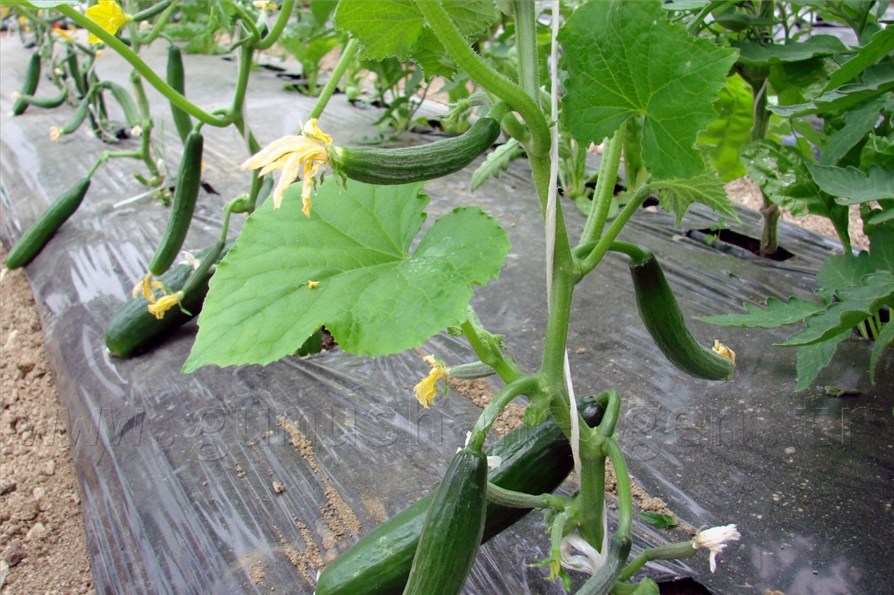 'Durmayacağız, çalışacağız' 3