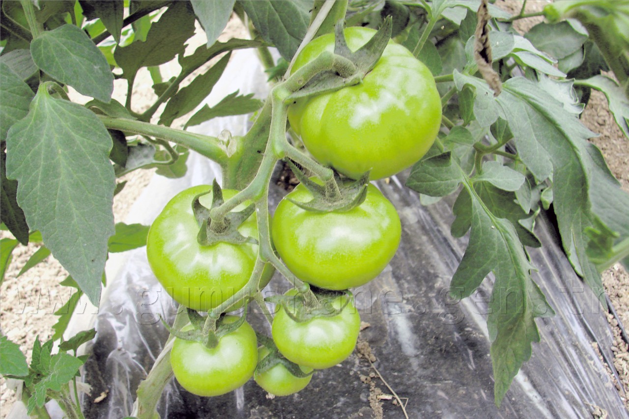 'Durmayacağız, çalışacağız' 6