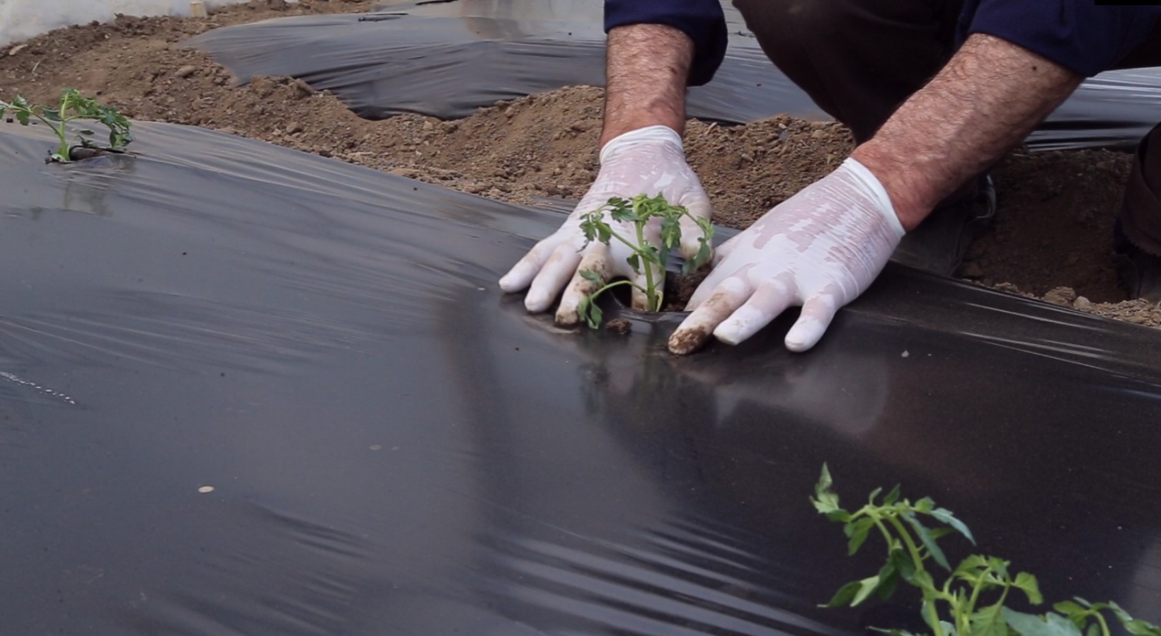 Gümüşhaneli çiftçilere destek sağlandı, üretim arttı 1