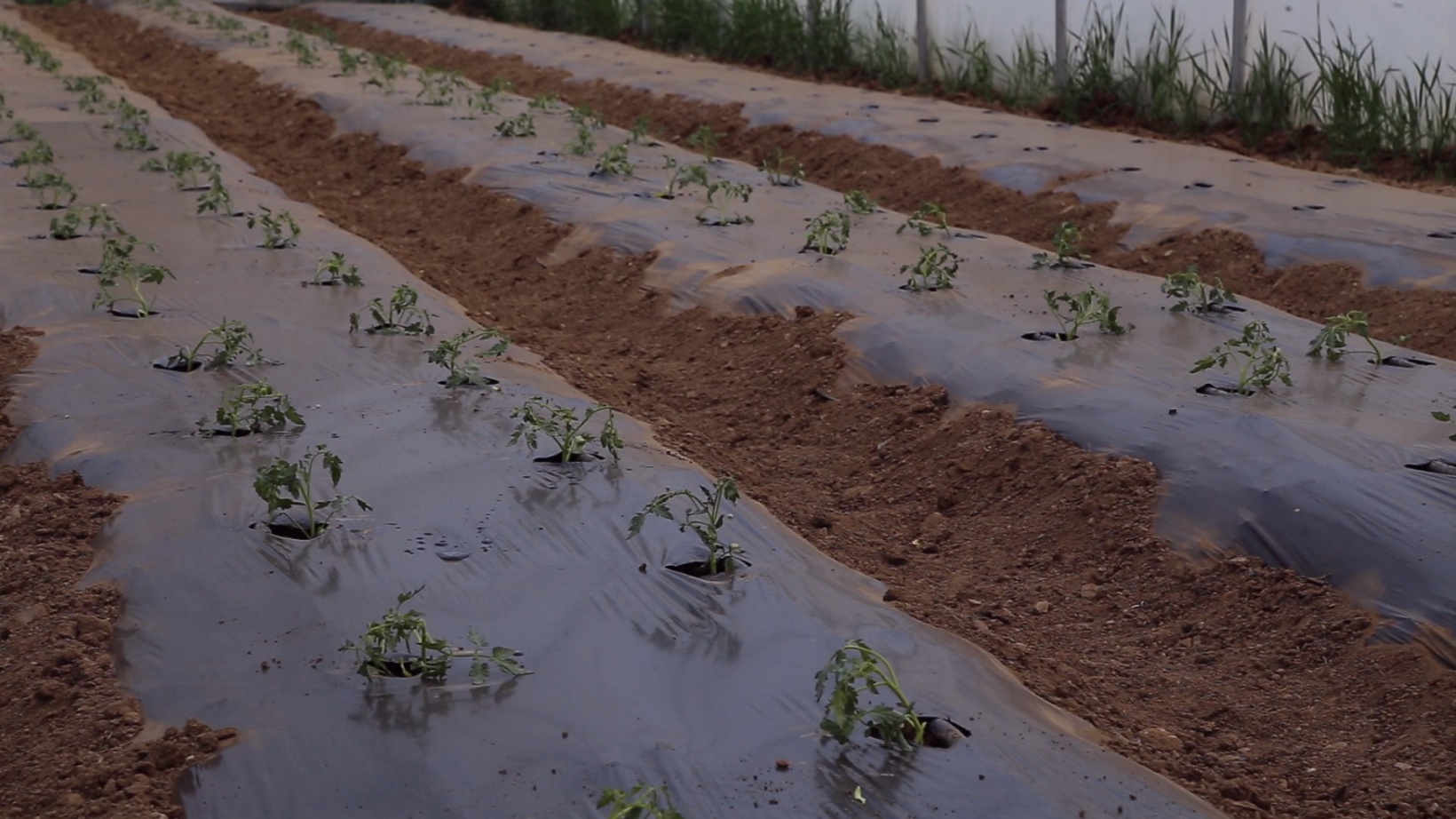 Gümüşhaneli çiftçilere destek sağlandı, üretim arttı 5