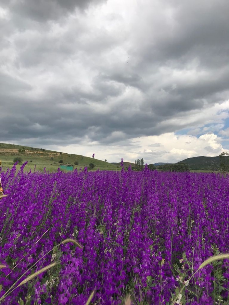 Şiran’da bahar güzelliği 1