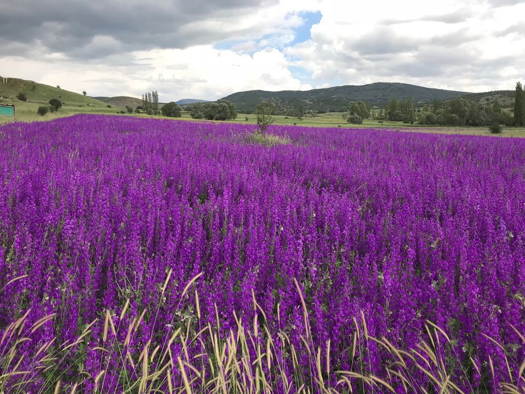 Şiran’da bahar güzelliği 3