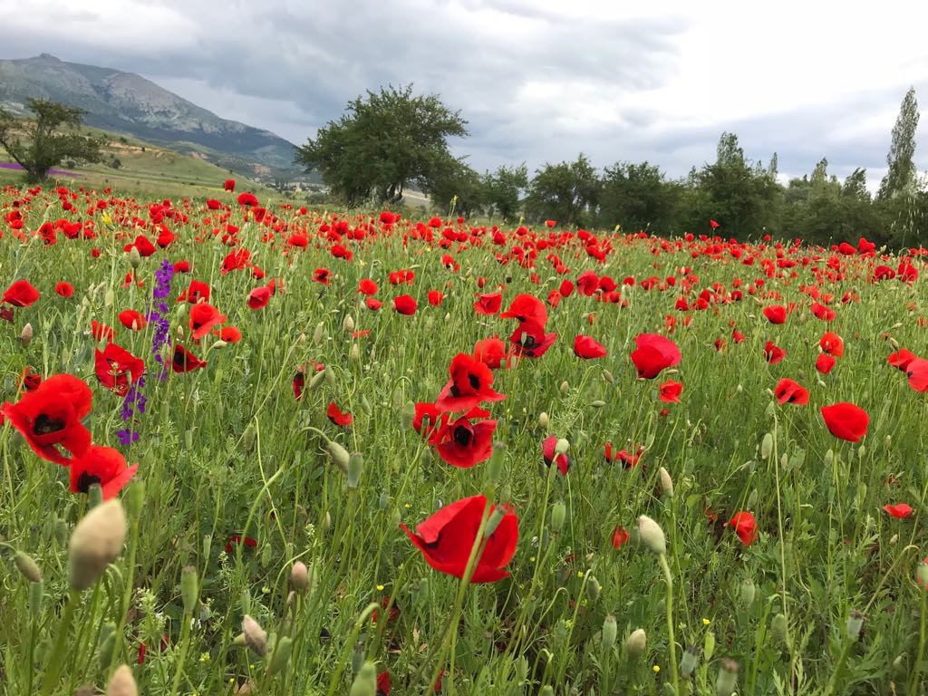 Şiran’da bahar güzelliği 4