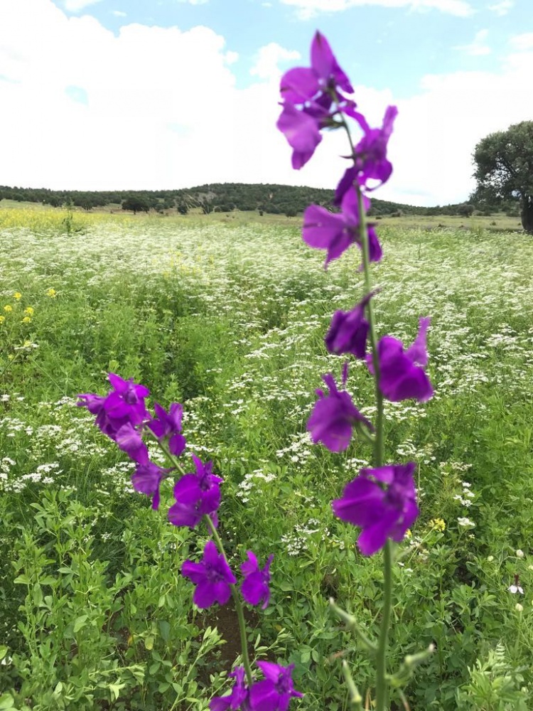 Şiran’da bahar güzelliği 6