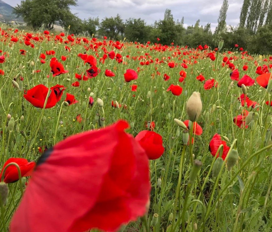 Şiran’da bahar güzelliği 2
