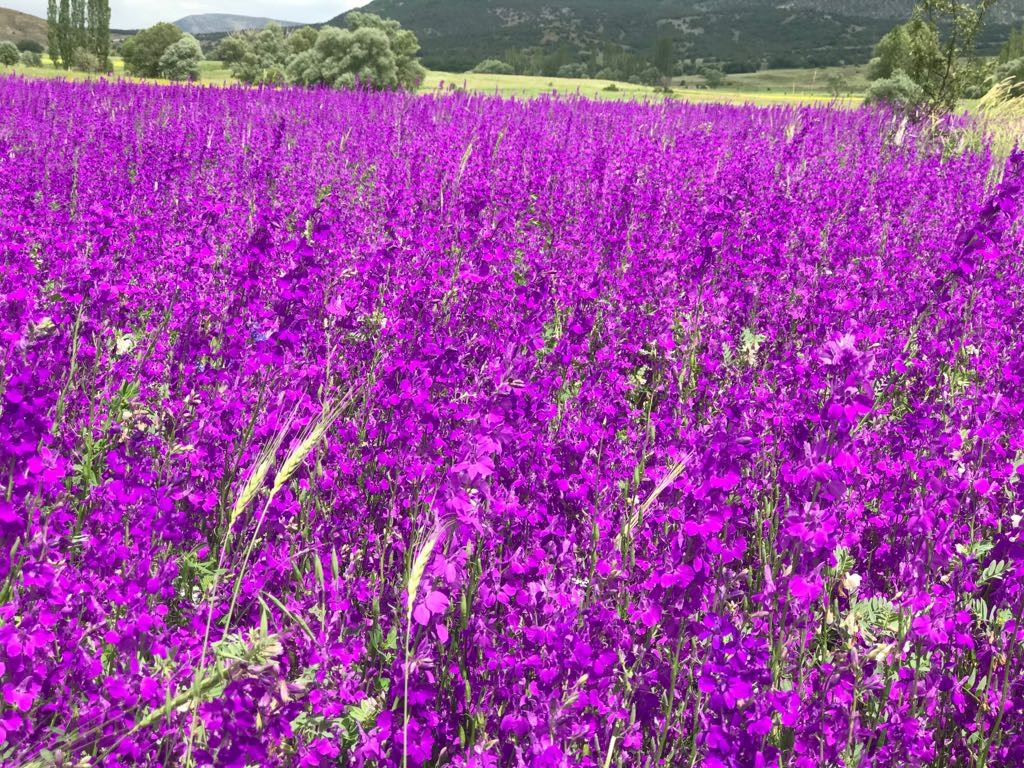 Şiran’da bahar güzelliği 5