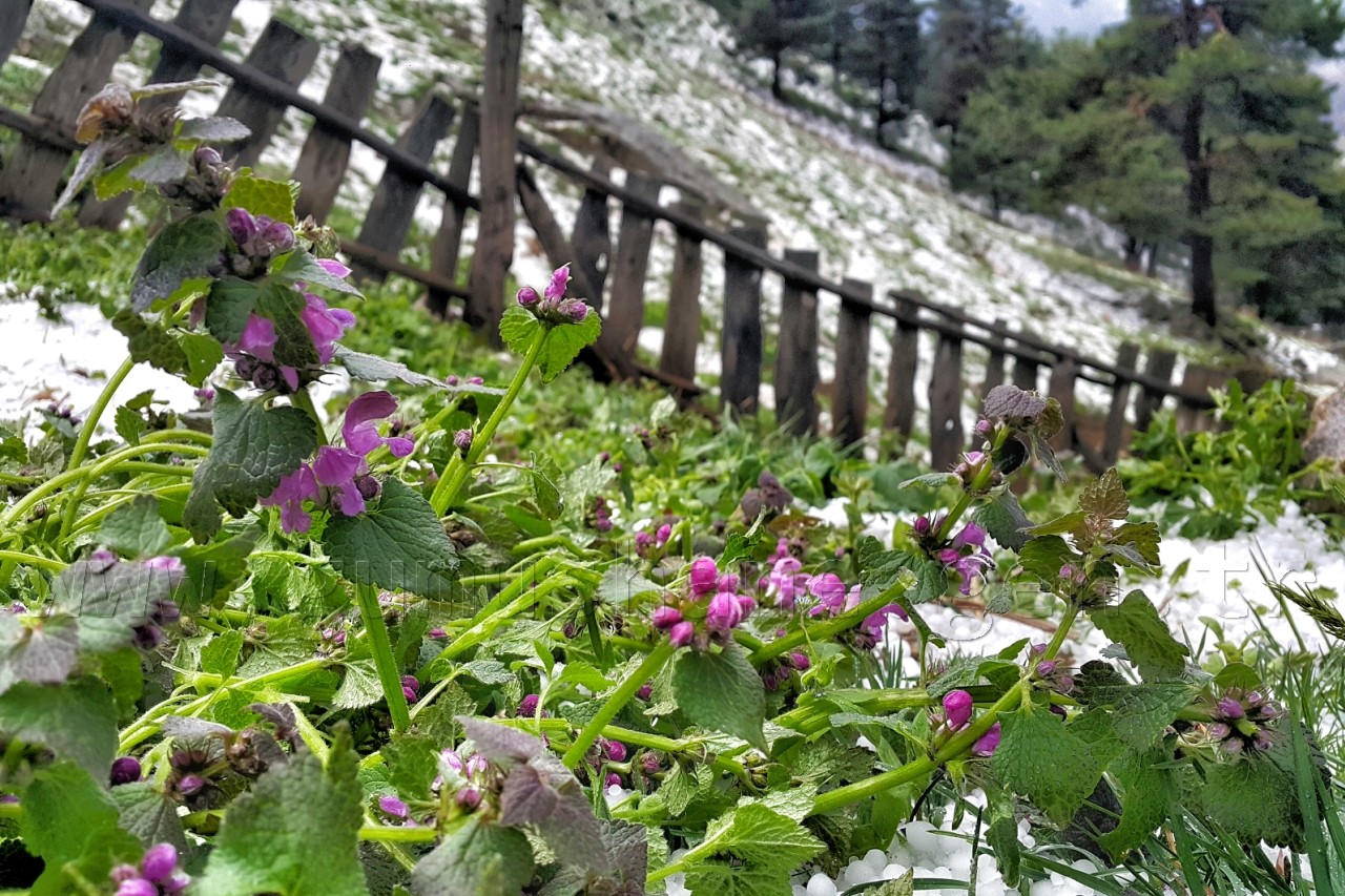 Gümüşhane’nin Yüksekleri Beyaza Büründü 2