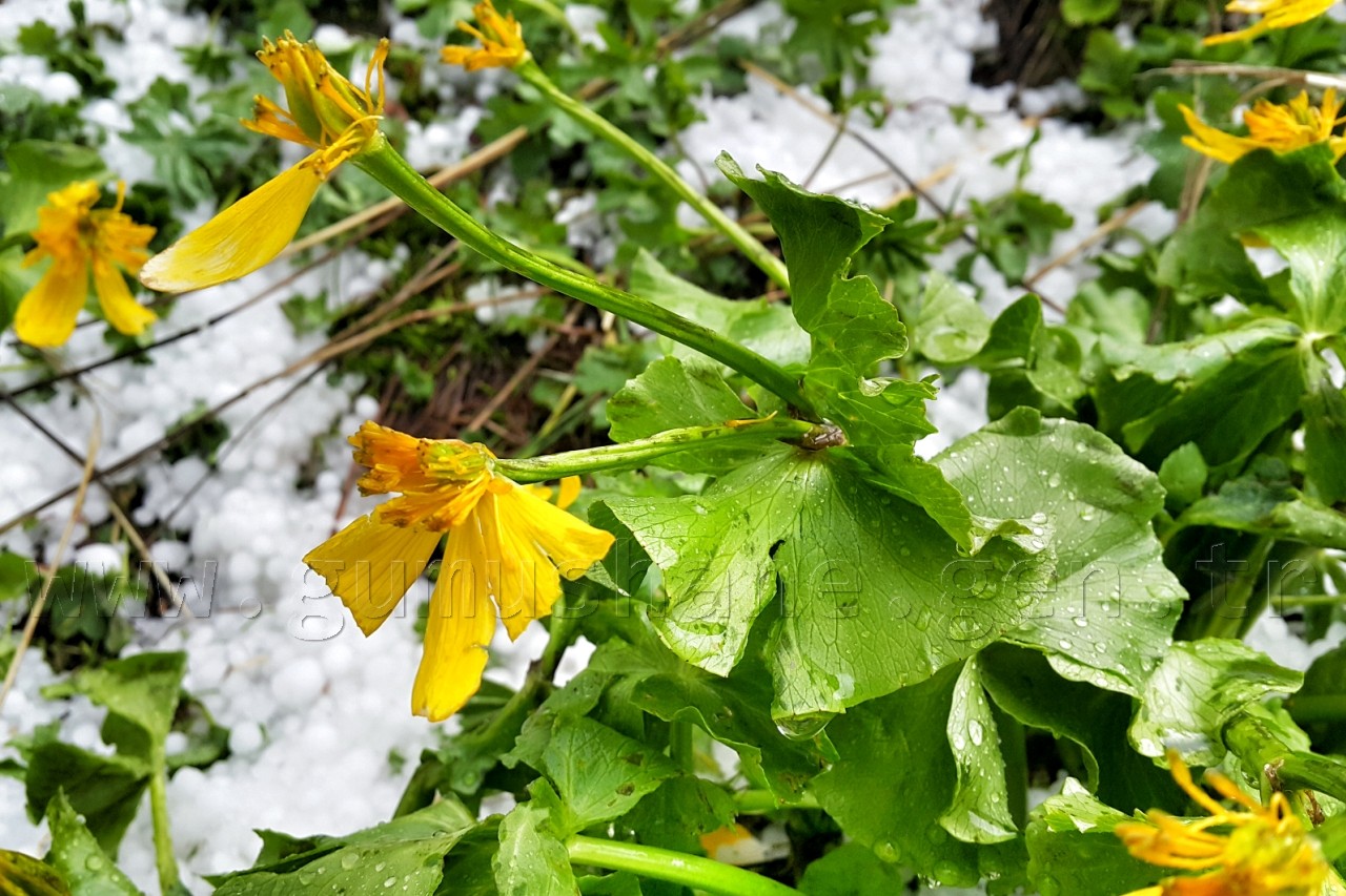 Gümüşhane’nin Yüksekleri Beyaza Büründü 3
