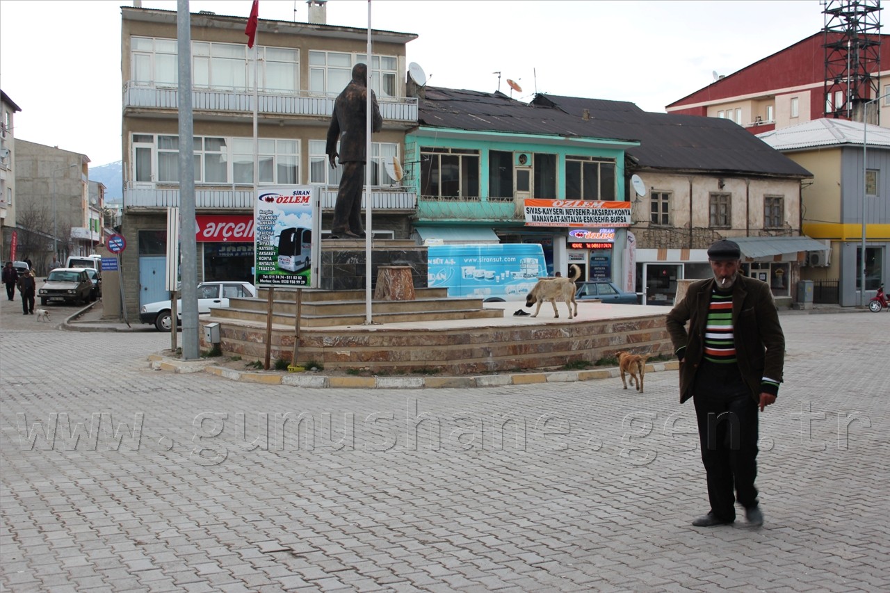 Şiran'da Sokak Köpekleri Sorunu Had Safhaya Ulaştı 1