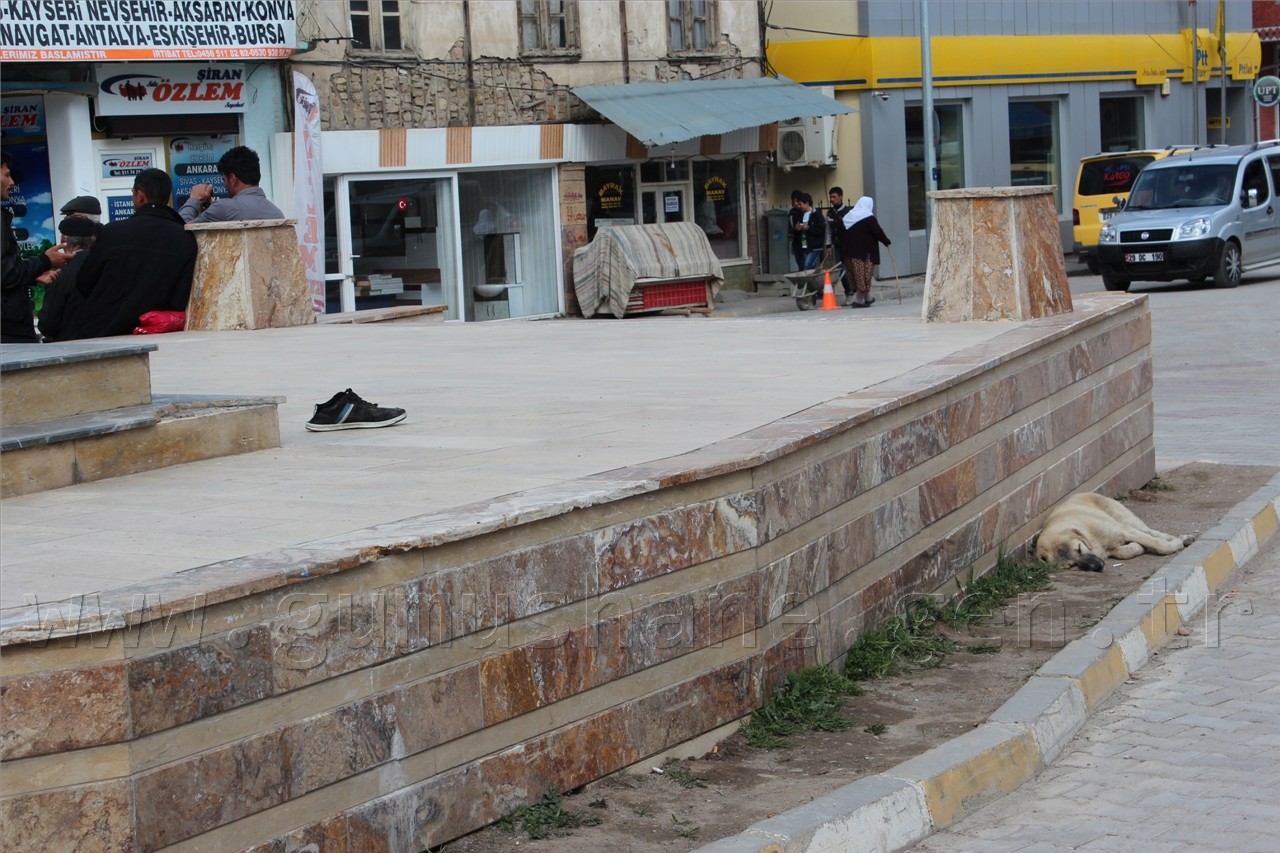Şiran'da Sokak Köpekleri Sorunu Had Safhaya Ulaştı 6