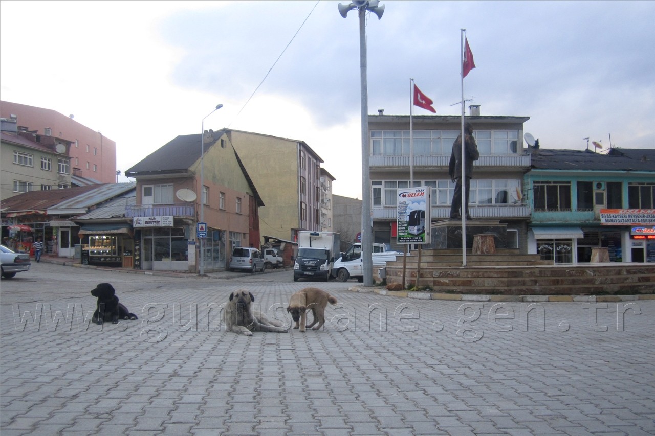Şiran'da Sokak Köpekleri Sorunu Had Safhaya Ulaştı 7