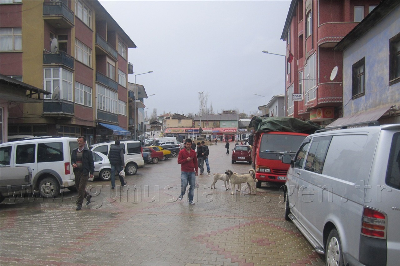 Şiran'da Sokak Köpekleri Sorunu Had Safhaya Ulaştı 8