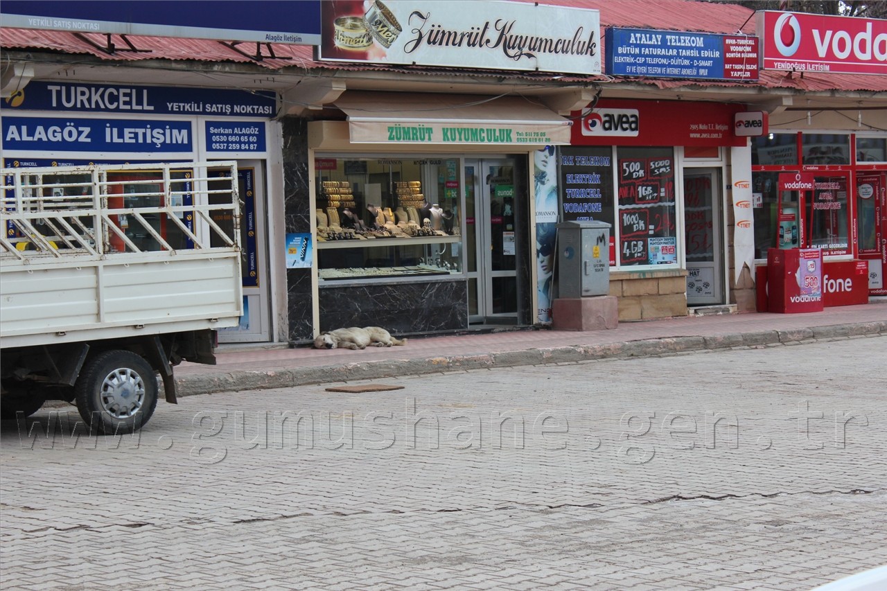 Şiran'da Sokak Köpekleri Sorunu Had Safhaya Ulaştı 9