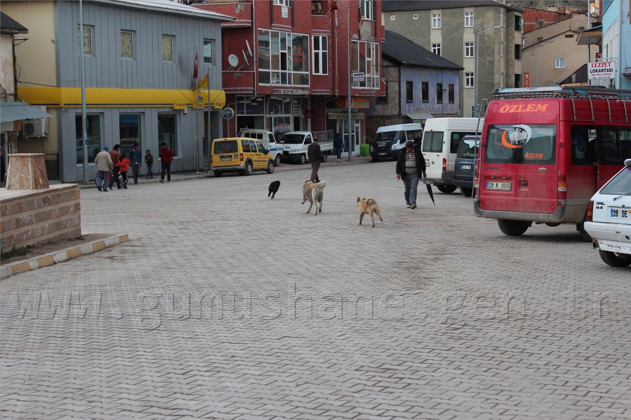 Şiran'da Sokak Köpekleri Sorunu Had Safhaya Ulaştı 10