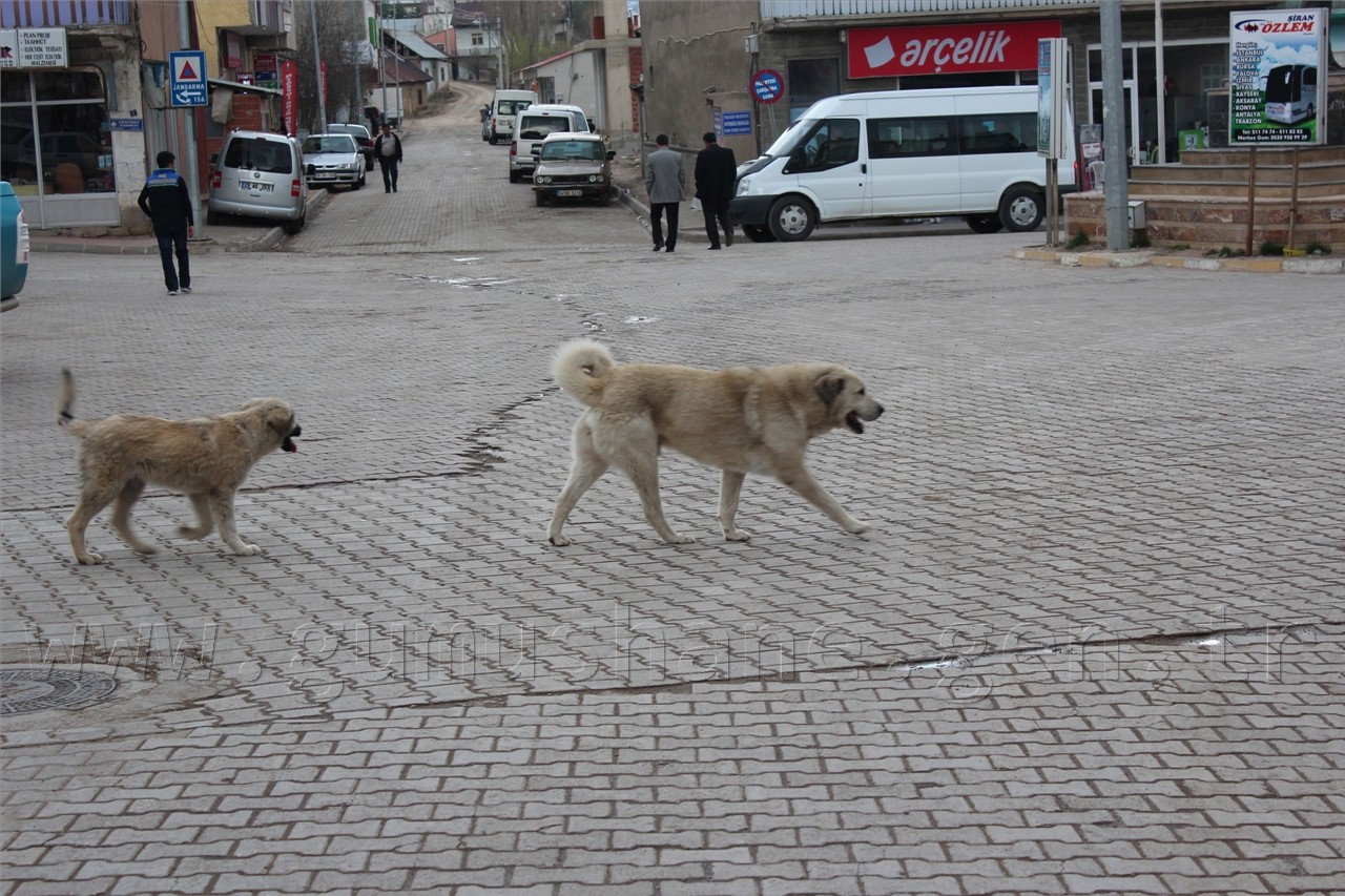 Şiran'da Sokak Köpekleri Sorunu Had Safhaya Ulaştı 11